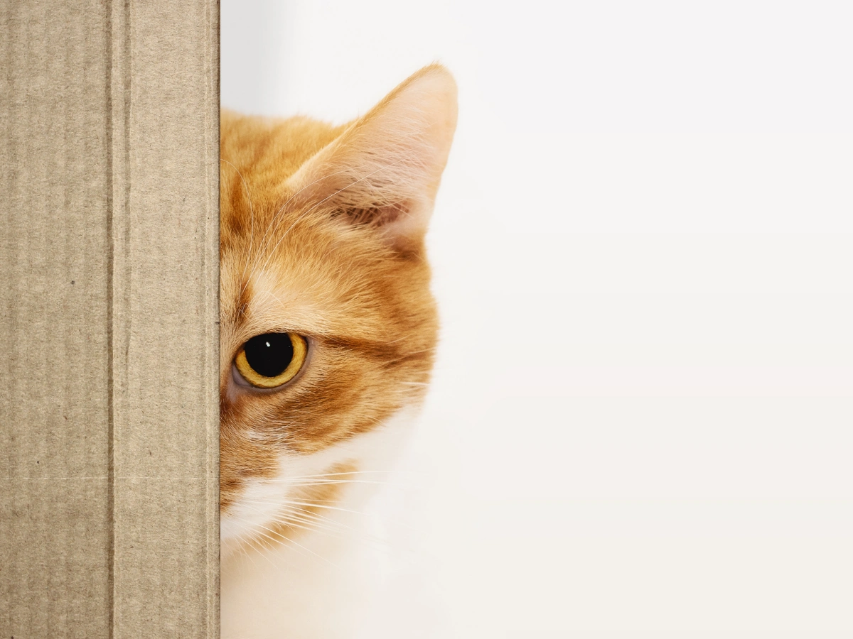 The cat is going to chase