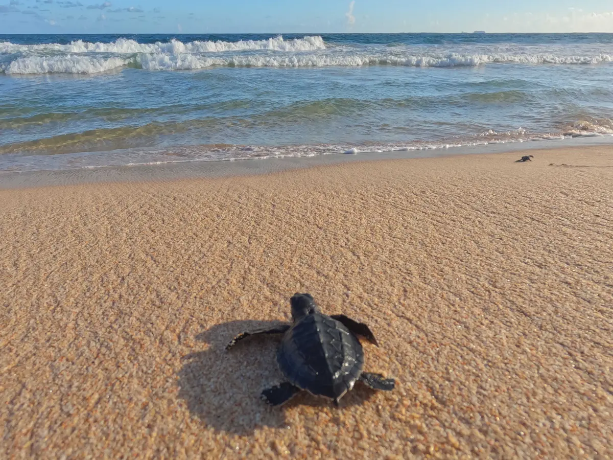 Sea turtles will be returning