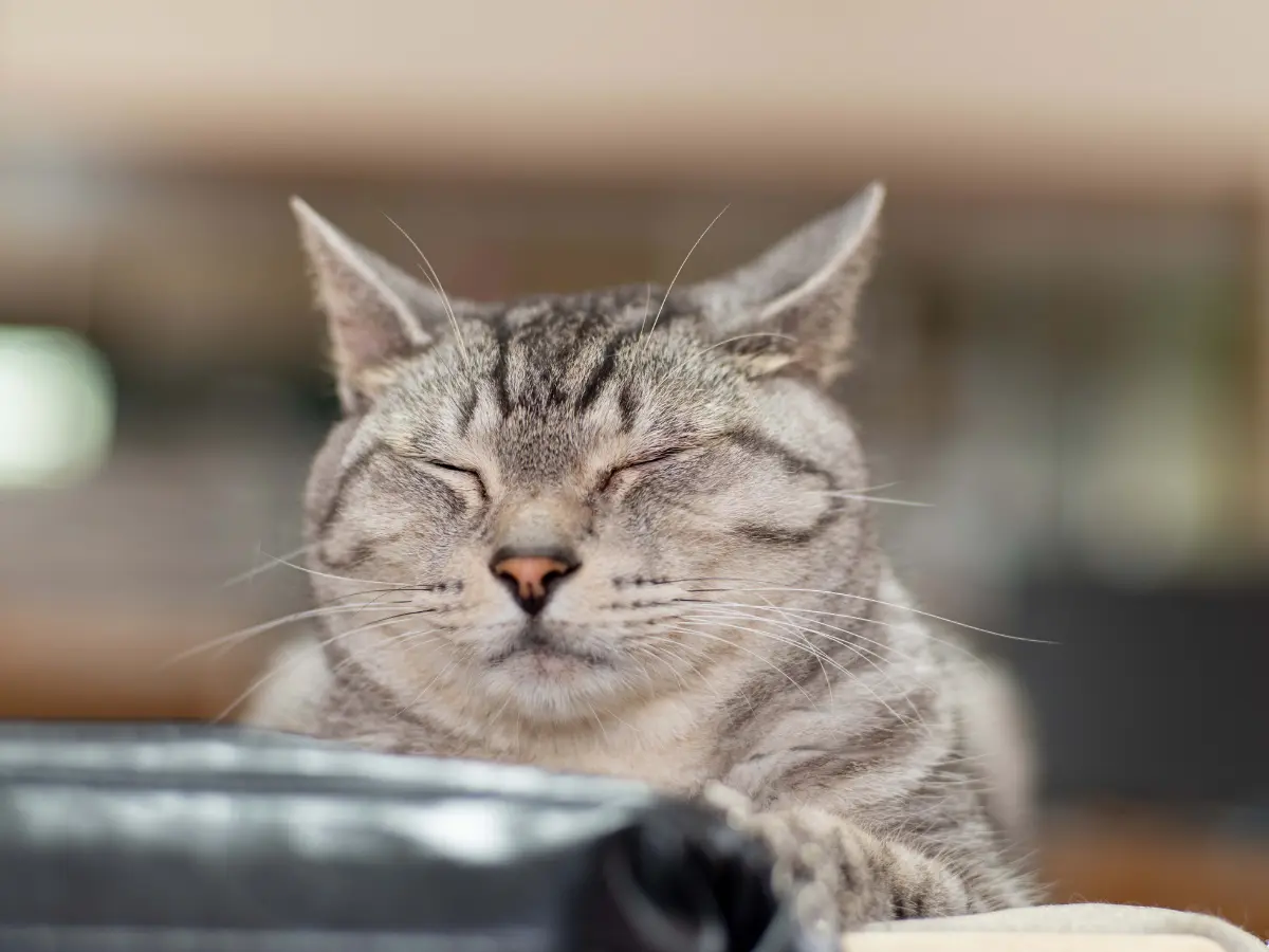 It is sleeping