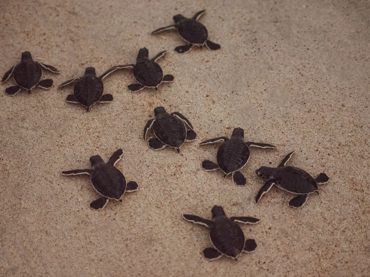 The turtle laid eggs