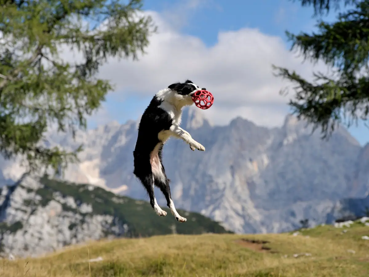 The dog caught a ball