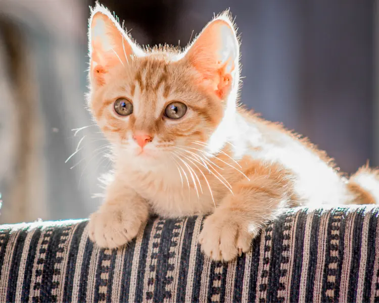 A cat is on the sofa